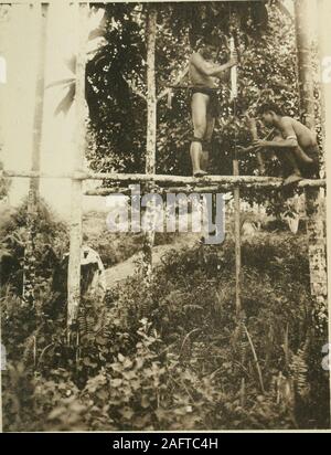 . The pagan tribes of Borneo; a description of their physical, moral and intellectual condition, with some discussion of their ethnic relations. Floor-tie Main Column Accessory Centre Accessory Main ColumnColumns Columns Columns Fig. 38. row, along its whole length, and a second one uponthe back row. This is dowelled upon the columns(i.e. the top of the column is cut to form a pin whichis let into the longitudinal beam); and the beamswhich make up the roof-plate are spliced, generallyin such a way that the top of a column serves asthe pin of the splice. Each of these heavy beamsis generally li Stock Photo