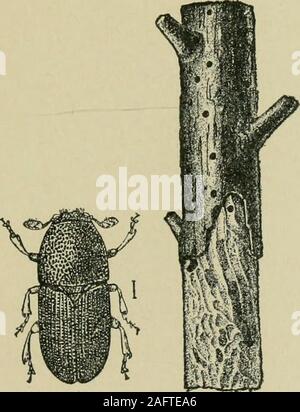 . Fruits, vegetables and flowers, a non-technical manual for their culture. Cherry Fruit Fly(Rhagoletis cingulala).^A—Fly B—Maggot from side. C—Anterior spiracles ofsame. D—Fuparium. E—Posterior spiracular plates of pupa.All enlarged.. A B Fruit Tree Bark Beetle {Scolytus rugulosus).^ A—Adult beetle. B—Work in twigof apple. Natural size. Stock Photo