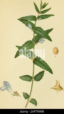 . Billeder af nordens flora. BRUNELLE, brunella vulgaris. vSORTZELLSTftA 102. SKJOLDDRAGER, scutellaria galericulata. 103 Stock Photo