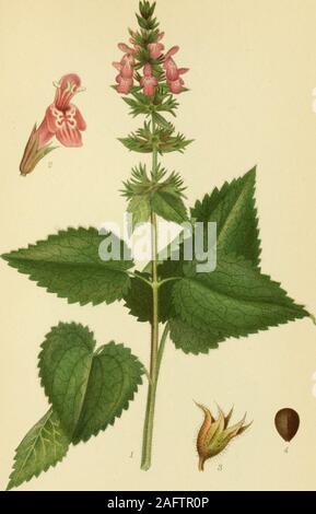 . Billeder af nordens flora. yo SMALBLADET GALTETAND, stachys palustris. 97. SKOV-GALTETAND, stachys silvatica. Mi^: Stock Photo