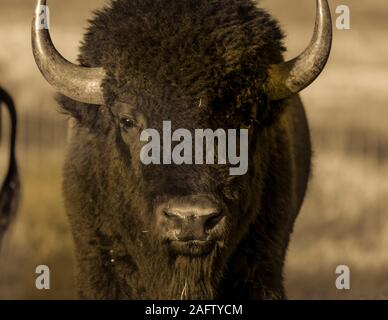 SEPTEMBER 24, 2019, CUSTER STATE PARK, SOUTH DAKOTA - Amerian  Bison known as Buffalo Stock Photo