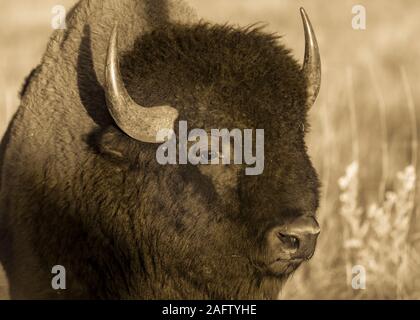 SEPTEMBER 24, 2019, CUSTER STATE PARK, SOUTH DAKOTA - Amerian  Bison known as Buffalo Stock Photo