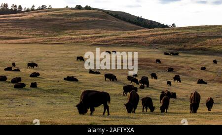 SEPTEMBER 24, 2019, CUSTER STATE PARK, SOUTH DAKOTA - Amerian  Bison known as Buffalo Stock Photo