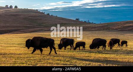 SEPTEMBER 24, 2019, CUSTER STATE PARK, SOUTH DAKOTA - Amerian  Bison known as Buffalo Stock Photo