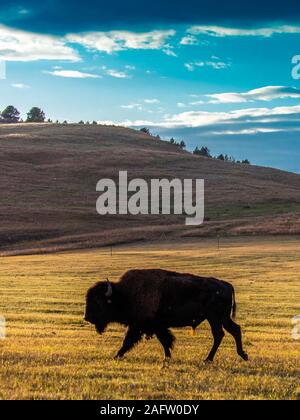 SEPTEMBER 24, 2019, CUSTER STATE PARK, SOUTH DAKOTA - Amerian  Bison known as Buffalo Stock Photo