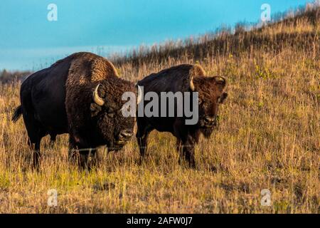 SEPTEMBER 24, 2019, CUSTER STATE PARK, SOUTH DAKOTA - Amerian  Bison known as Buffalo Stock Photo