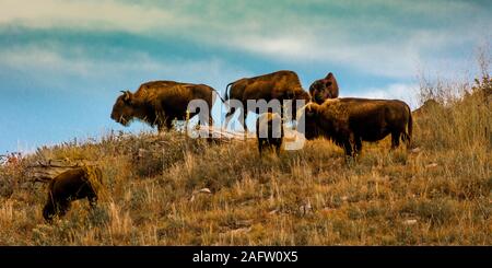 SEPTEMBER 24, 2019, CUSTER STATE PARK, SOUTH DAKOTA - Amerian  Bison known as Buffalo Stock Photo