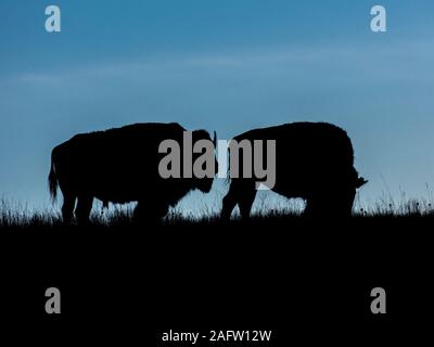 SEPTEMBER 24, 2019, CUSTER STATE PARK, SOUTH DAKOTA - Amerian  Bison known as Buffalo Stock Photo