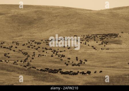 SEPT 27, 2019, CUSTER STATE PARK, SOUTH DAKOTA, USA - Annual Custer State Park Buffalo Roundup Stock Photo