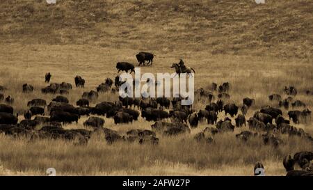 SEPT 27, 2019, CUSTER STATE PARK, SOUTH DAKOTA, USA - Annual Custer State Park Buffalo Roundup Stock Photo