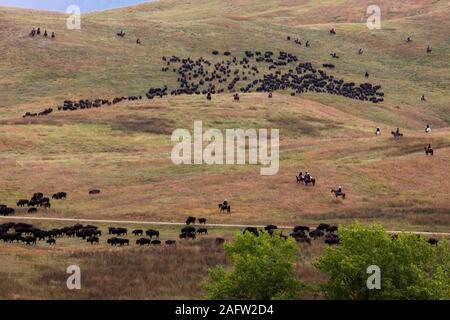 SEPT 27, 2019, CUSTER STATE PARK, SOUTH DAKOTA, USA - Annual Custer State Park Buffalo Roundup Stock Photo