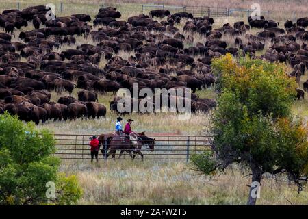 SEPT 27, 2019, CUSTER STATE PARK, SOUTH DAKOTA, USA - Annual Custer State Park Buffalo Roundup Stock Photo