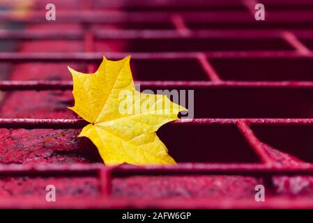 yellow maple leaf lies on a red background Stock Photo