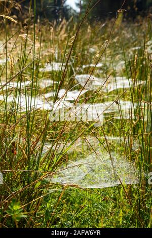 Cobwebs covered in water droplets from early morning dew, Dumfries & Galloway, Scotland Stock Photo
