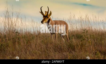 SEPTEMBER 24, 2019, CUSTER STATE PARK, SOUTH DAKOTA, USA - Pronghorn Antelope fastest animal in North America, Custer State Park Stock Photo