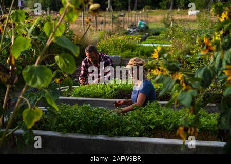 Farmers tending to vegetable garden Stock Photo