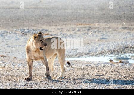 Lioness prowling by water at Nubrownii in Etosha Stock Photo