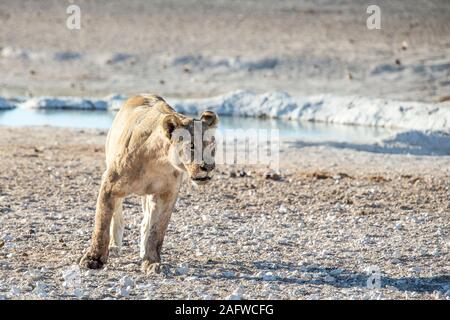 Lioness prowling by water at Nubrownii in Etosha Stock Photo