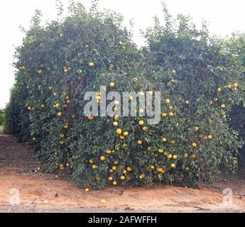 Ripe grapefruits on a tree Stock Photo