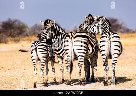 Zebras on lookout formation at savannah, Moremi game reserve, Okavango delta, Botswana, Southern Africa, Africa Stock Photo