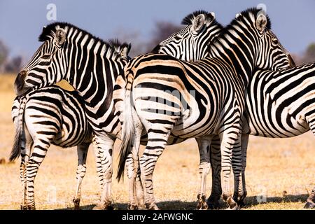 Zebras on lookout formation at savannah, Moremi game reserve, Okavango delta, Botswana, Southern Africa, Africa Stock Photo
