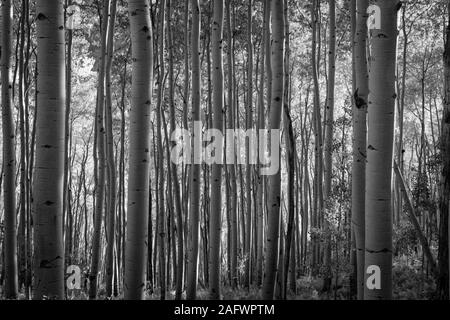 OCTOBER 5, 2019 COLORADO, USA - Pattern of Aspens in Autumn Stock Photo