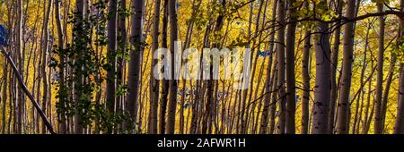 OCTOBER 5, 2019 COLORADO, USA - Pattern of Aspens in Autumn Stock Photo