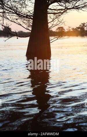 Cypress tree in Atchafalaya Basin Louisiana Stock Photo