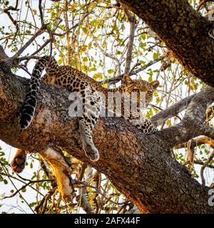 Spectacular leopard sprawled on top of tree branch looking down Stock Photo