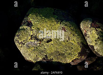 A green lichen on a rock surface. Dark background. Stock Photo