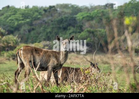 Young, female Waterbuck (Kobus ellipsiprymnus) with male walking behind, standing on grassland in iSimangaliso; Wetland; Park; St Lucia, KZN. Stock Photo