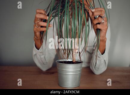 Selective focus on the hands of a black woman caring an indoor plant in pot (Dracaena marginata) Stock Photo