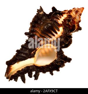 Adusta Murex shell (Chicoreus brunneus) Stock Photo