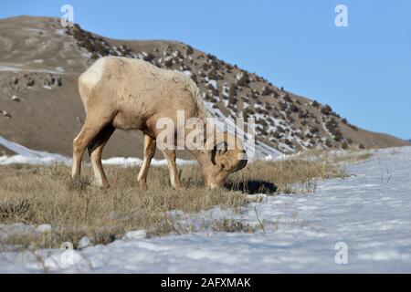 Rocky Mountain Bighorn Sheep / Dickhornschaf ( Ovis canadensis ), ram in winter, feeding on grasses between the snow, Yellowstone area, USA. Stock Photo