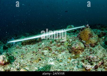 Close up on Flute trumpet fish while diving indonesia Stock Photo