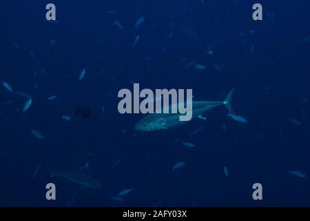 Yelllowfin tuna underwater in the deep blue sea with sharks Stock Photo