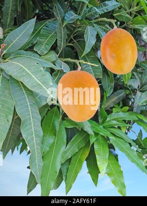 Two mangoes on branch Stock Photo