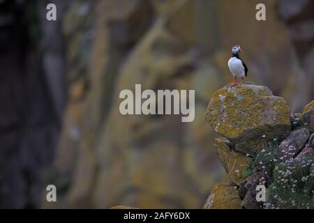 A curious puffin stands on an exposed rock Stock Photo