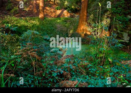 Small pond with a giant redwood (Sequoiadendron giganteum) in Whinfell Quarry Garden, Sheffield Stock Photo