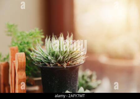 Mini succulent with soft thorn in pot garden at windows green home decor indoor plant.