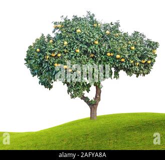 Ripe grapefruits on tree Stock Photo