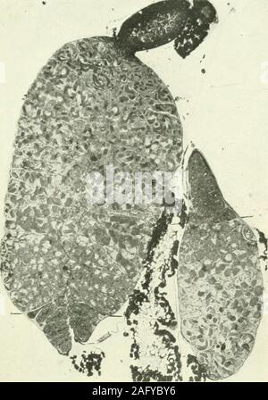 . Journal of morphology. ll shown in both lobes. 7 Testis of