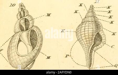 . The conchologist's text-book, embracing the arrangements of Lamarck and Linnaeus, with a glossary of technical terms. Stock Photo