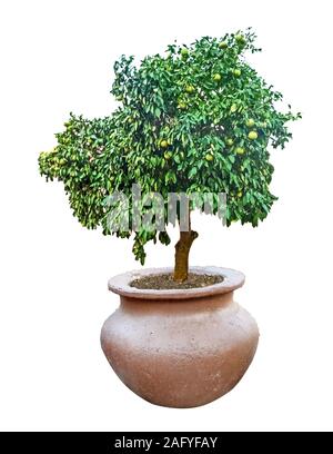 Ripe grapefruits on tree Stock Photo