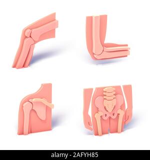 3d illustrations of four different joints of the human body. Standing images isolated on white background with shadow Stock Photo