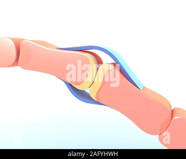 3d illustration of the synovial joint of the bone of a hand. Schematic and symbolic graphic representation. Stock Photo