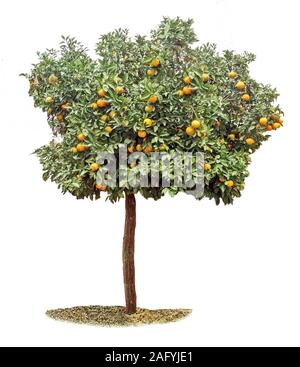Ripe grapefruits on tree Stock Photo