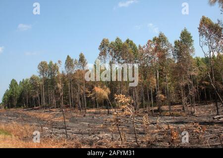 Clearing in the forest, after trees cut Stock Photo