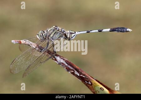 Green Marsh Hawk a.k.a. Slender Skimmer Orthetrum sabina - Gujarat, India Stock Photo