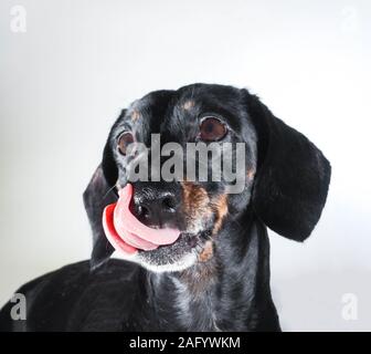 An old Miniature Dachshund portrait against a white background. Stock Photo